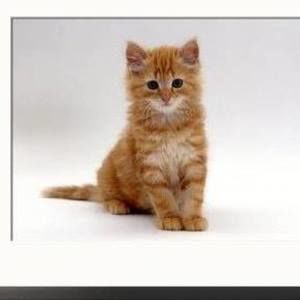 Meet your Posher, Teri